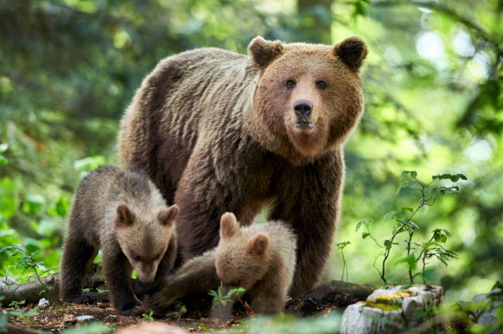 Safari de oso pardo en Eslovenia
