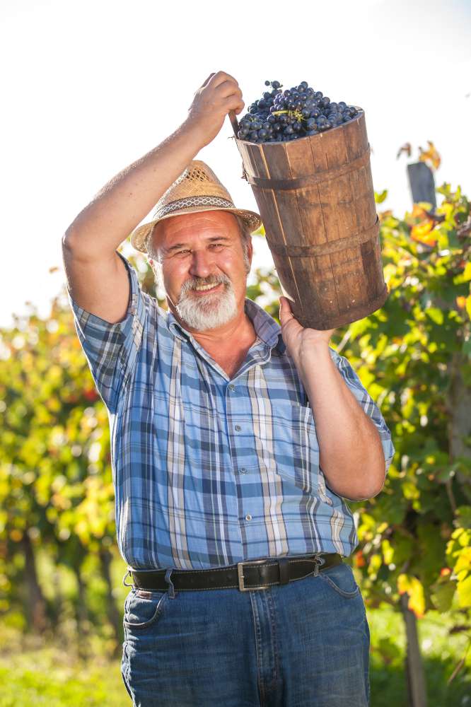Vino esloveno