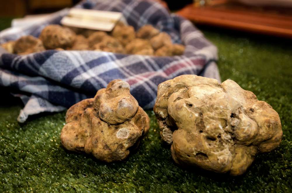 Busceda de trufas blancas de Istria