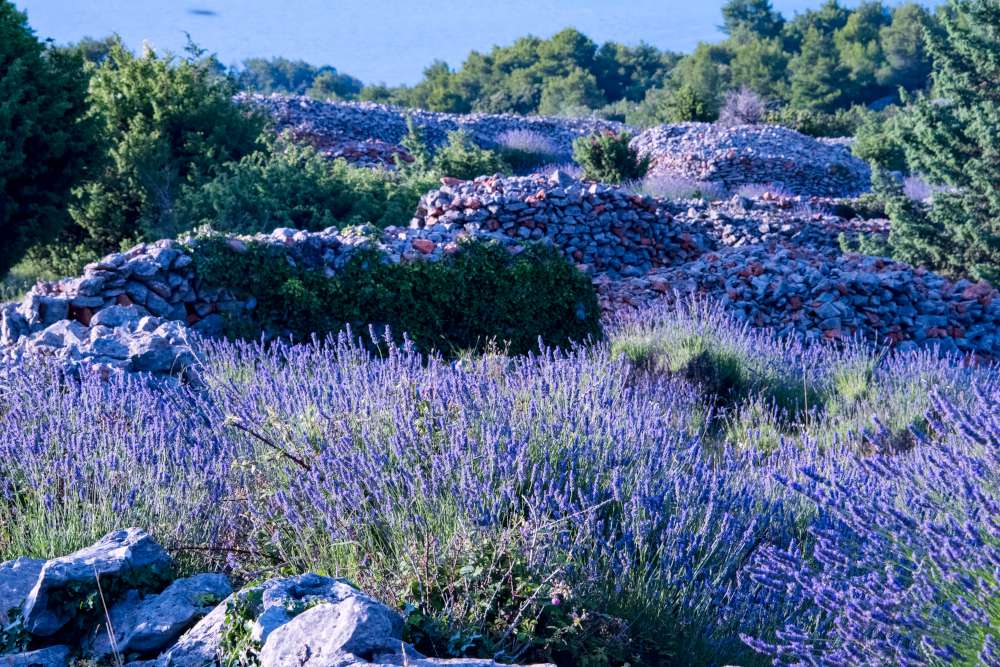 Lavanda en Croacia