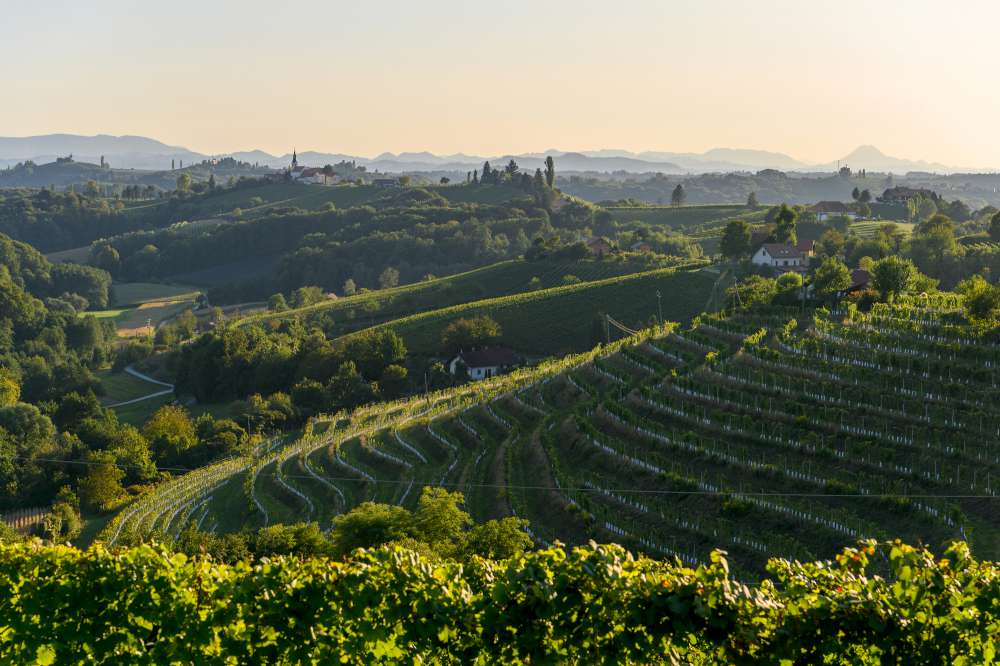 Región vinícola del Drava en Eslovenia, Jeruzalem esloveno