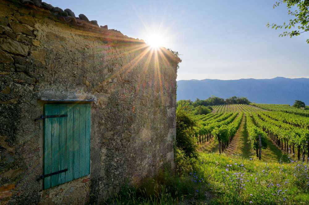 Región vinícola del litoral de Eslovenia, Istria eslovena