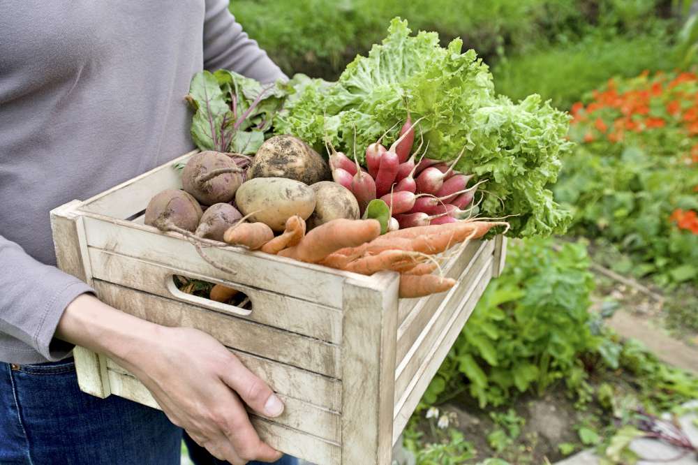 Gastronomía eslovena
