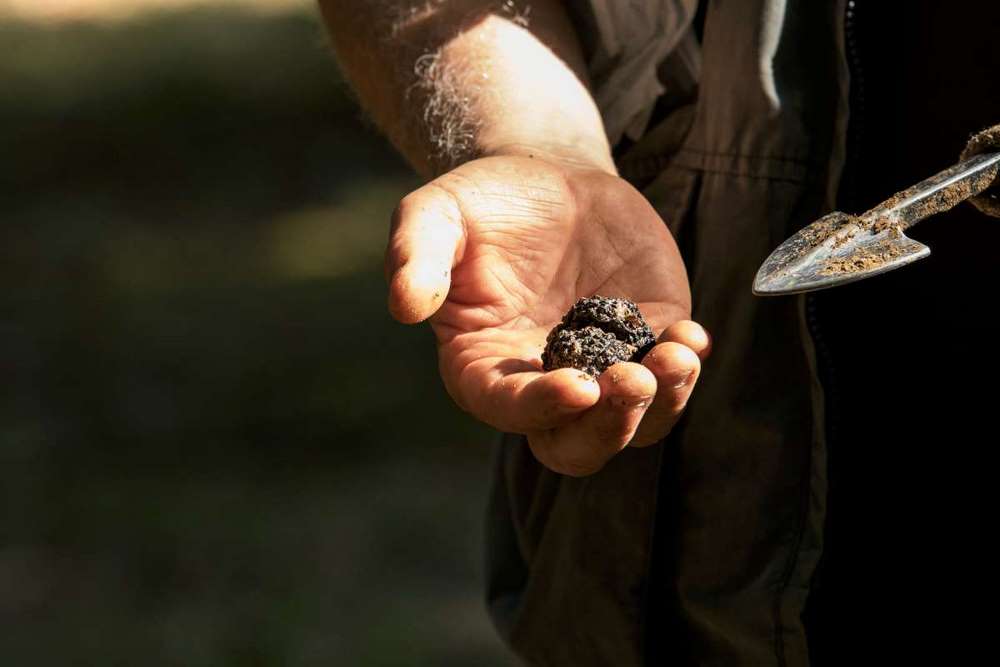 trufas en croacia