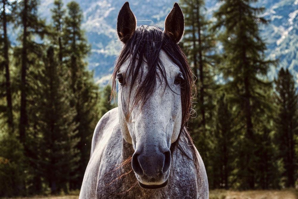 Caballos salvajes