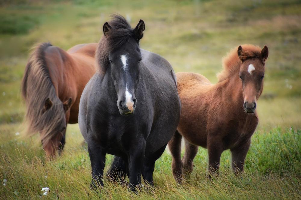 disfrute un safari de caballos