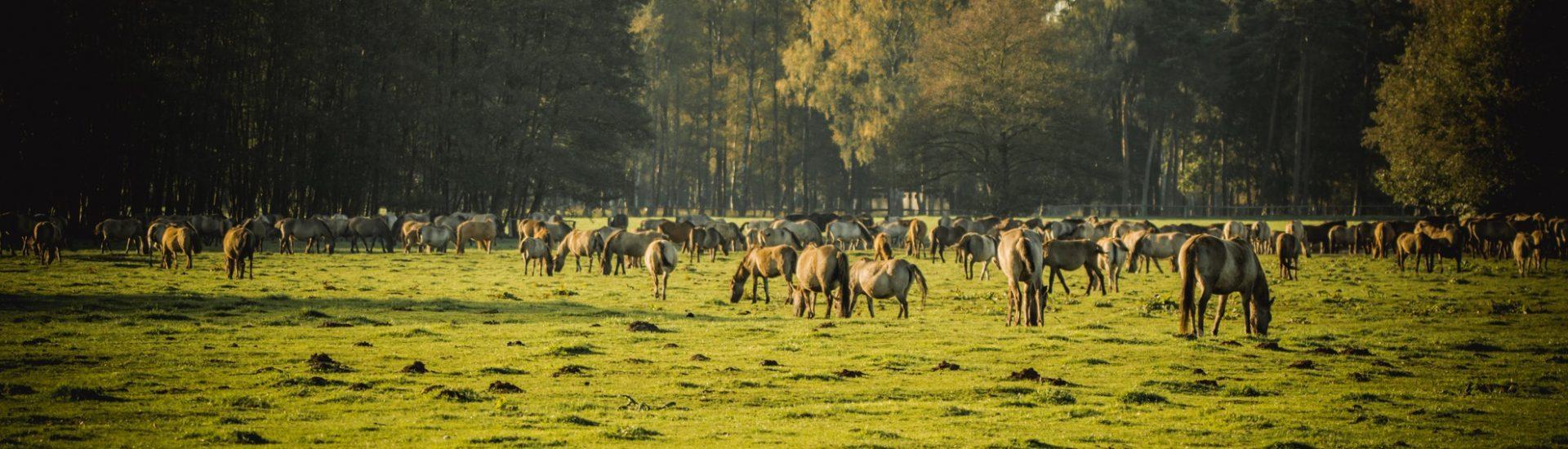 Safari de caballos salvajes en los Balcanes